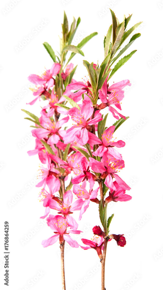 Pink peach flower isolated on white background Pink peach flower isolated on white background
