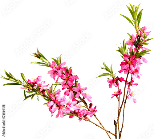 Pink peach flower isolated on white background