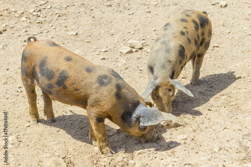 Two pigs in a farm in Aljezur
