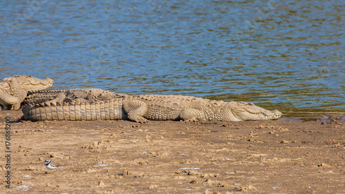 Crocodile at Sariska Tiger Reserve, India