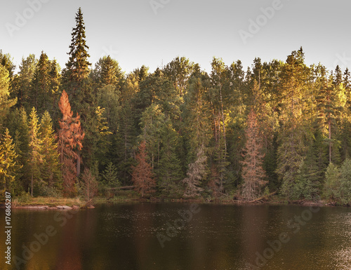 autumn wood is reflected in the river