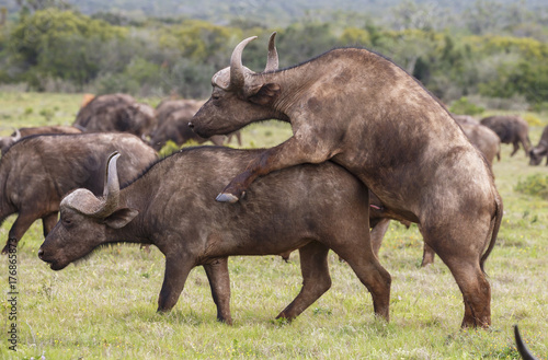 Cape Buffalo Mating Attempt