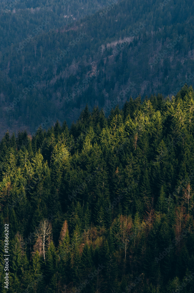 Beautiful pine forest partly lit by the sun Beautiful pine forest partly lit by the sun