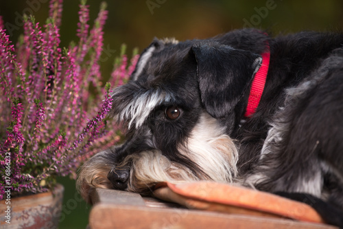 Cute dog resting in garden