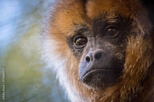 Monkey Portrait photo