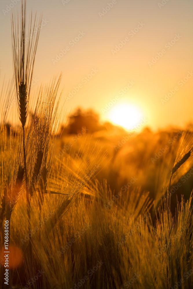 Fototapeta premium Pole farmy jęczmienia w Golden Sunset lub Sunrise
