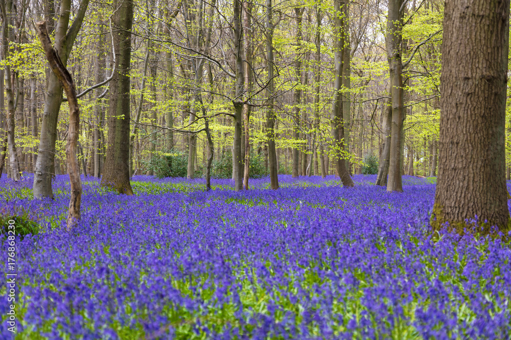 Bluebell Woods in Flower Bluebell Woods in Flower