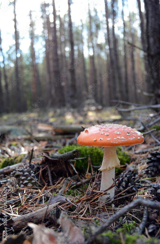 Red fly agaric mushroom or toadstool in the autumn forest. Latin name is Amanita muscaria. Toxic mushroom Red fly agaric mushroom or toadstool in the autumn forest. Latin name is Amanita muscaria. Toxic mushroom