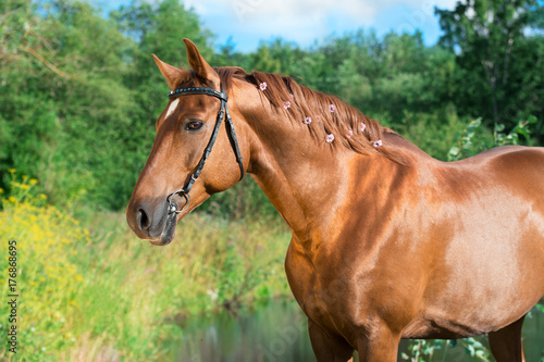 portrait of sportive chestnut  horse at lake background. summer © anakondasp