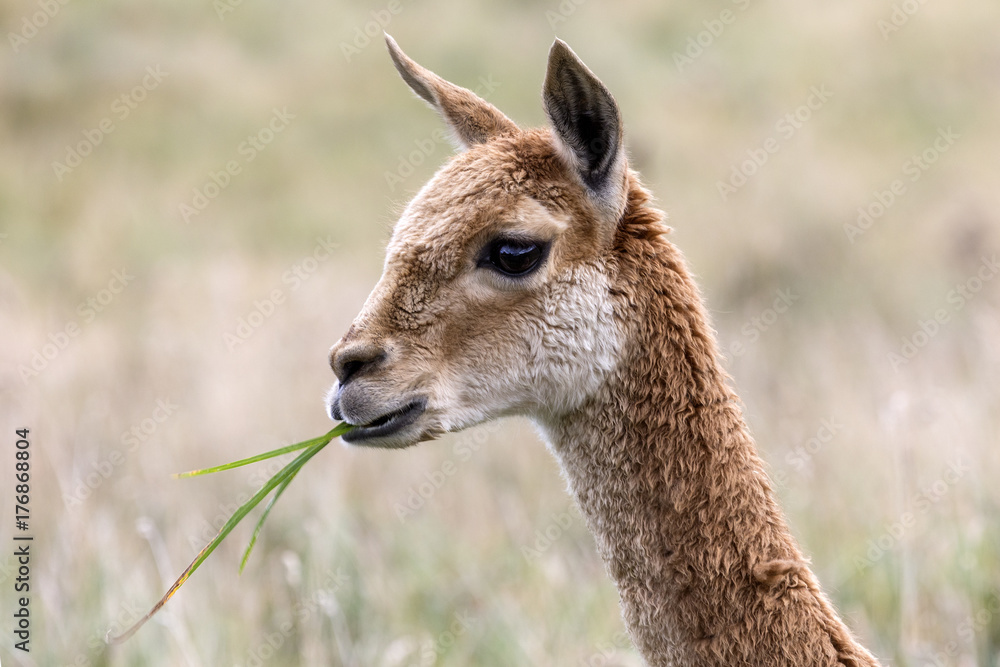 Vicuna - South America Vicuna - South America