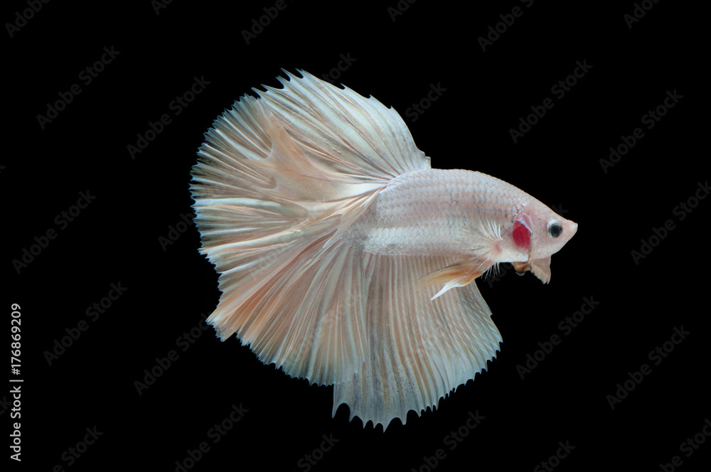 beautiful betta splendens isolated on black background beautiful betta splendens isolated on black background