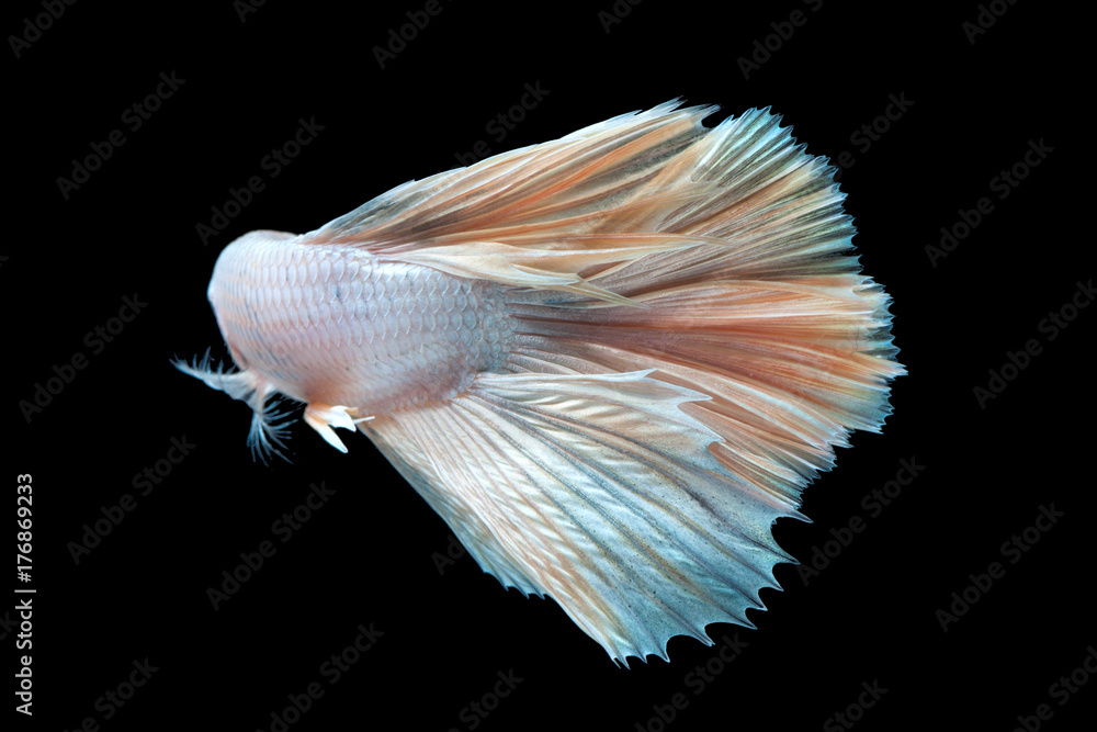 beautiful betta splendens isolated on black background beautiful betta splendens isolated on black background
