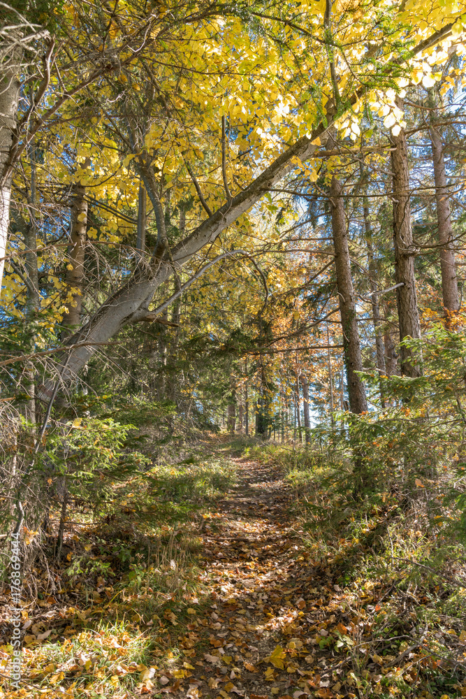 Fototapeta premium Goldener Herbst