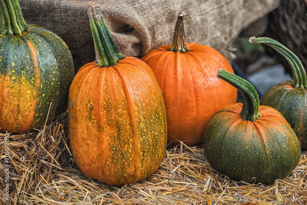 Pumpkins on sale at one of the street seasonal markets in Sweden Pumpkins on sale at one of the street seasonal markets in Sweden
