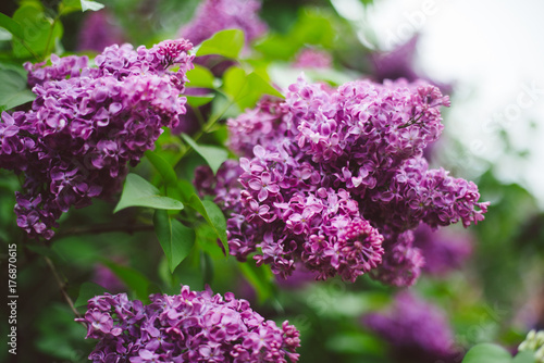 Beautiful spring lilac blossoms in the Brooklyn Botanic Garden