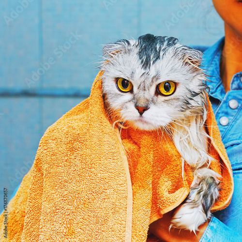 Wallpaper Mural Unhappy washed lop-eared cat Torontodigital.ca