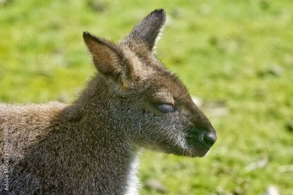 Kangaroo Kangaroo