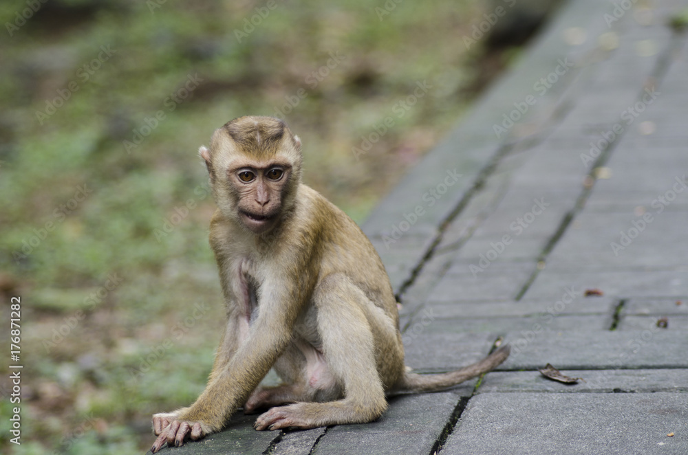 Fototapeta premium monkeys on hill of Phuket 