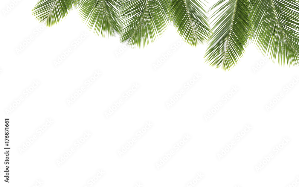 Obraz premium Coconut leaves on isolated background.