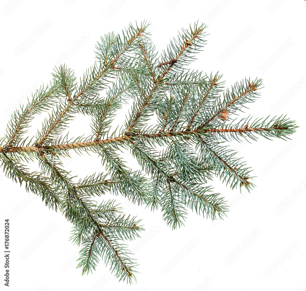 branch of blue spruce. on a white background branch of blue spruce. on a white background