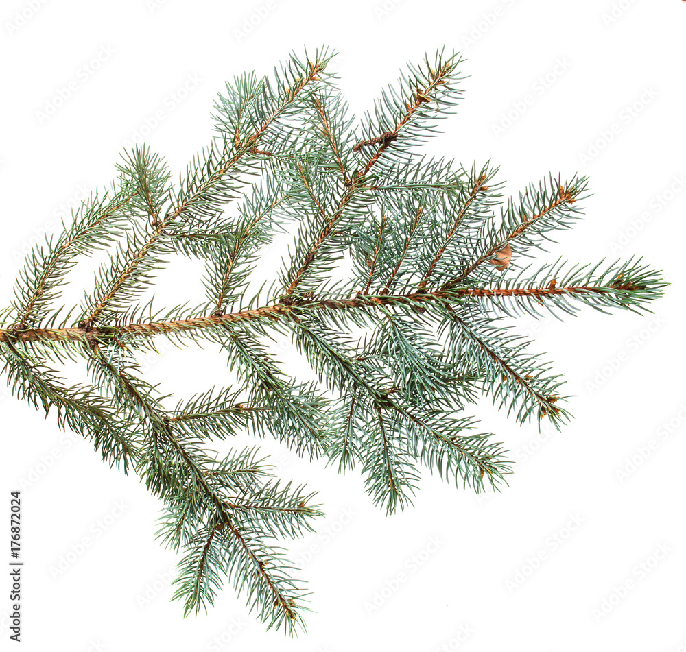 branch of blue spruce. on a white background