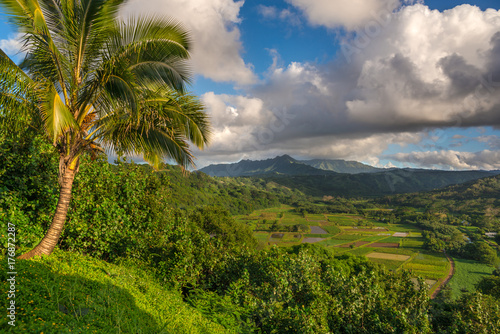 Taro fields in beautiful Hanalei Valley Kauai  Hawaii