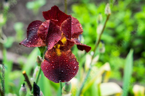 Fototapeta Naklejka Na Ścianę i Meble -  Red iris flower blooming in the garden. Shallow depth of field.