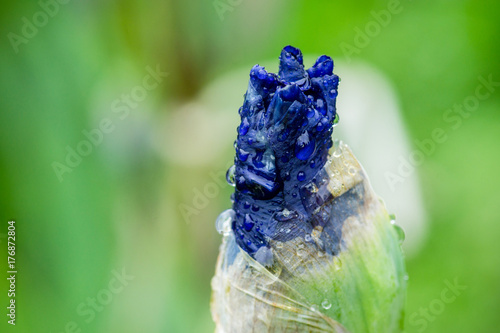 Fototapeta Naklejka Na Ścianę i Meble -  Blue iris flower blooming in the garden. Shallow depth of field.