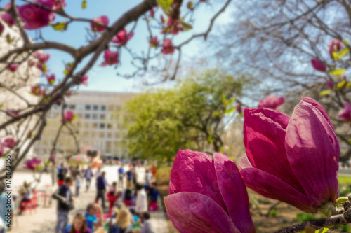 Kirschblüten in Washington D.C.