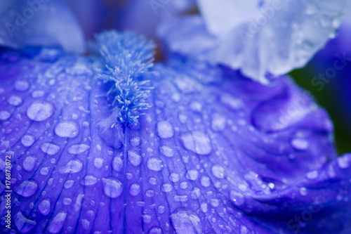 Fototapeta Naklejka Na Ścianę i Meble -  Blue iris flower blooming in the garden. Shallow depth of field.