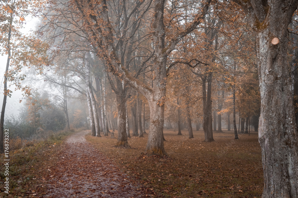Obraz premium Nebel im Wald