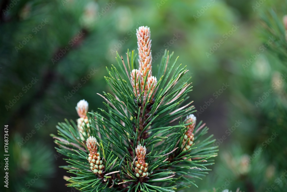 Dwarf Mountain Pine (Pinus mugo) Dwarf Mountain Pine (Pinus mugo)