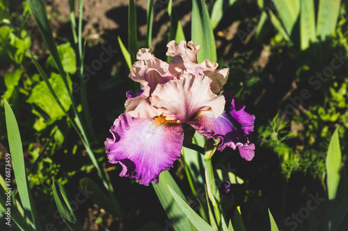 Fototapeta Naklejka Na Ścianę i Meble -  Purple iris flower blooming in the garden. Shallow depth of field.