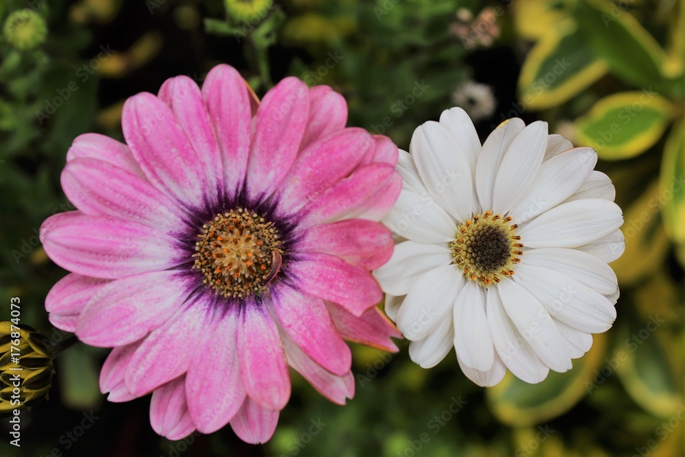 Obraz premium Naturaleza viva