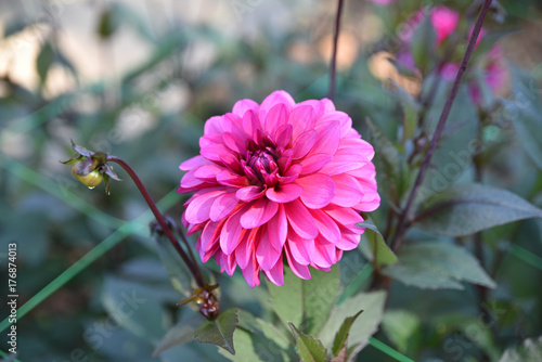 Fototapeta Naklejka Na Ścianę i Meble -  Dahlia rose en été au jardin
