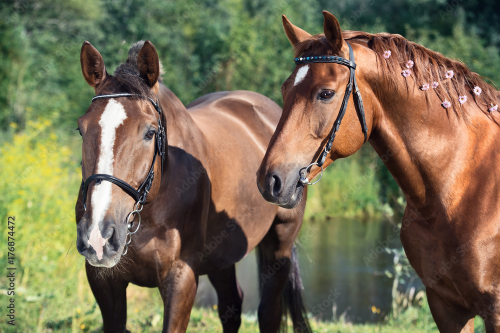 Obraz premium couple of hobbyhorses posing together