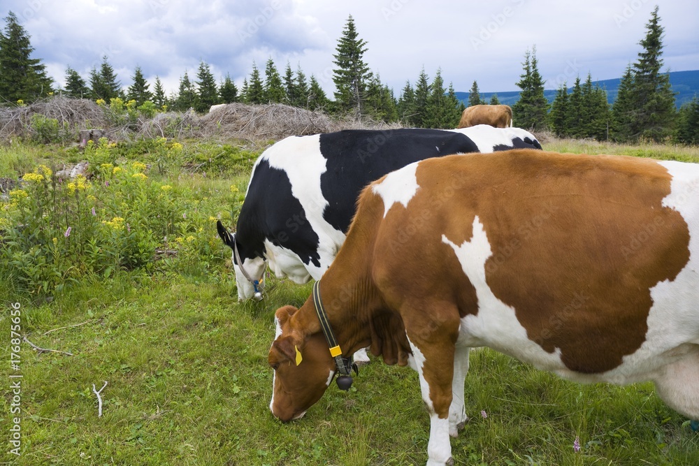 Cows grazing on a mountain glade, Karkonosze