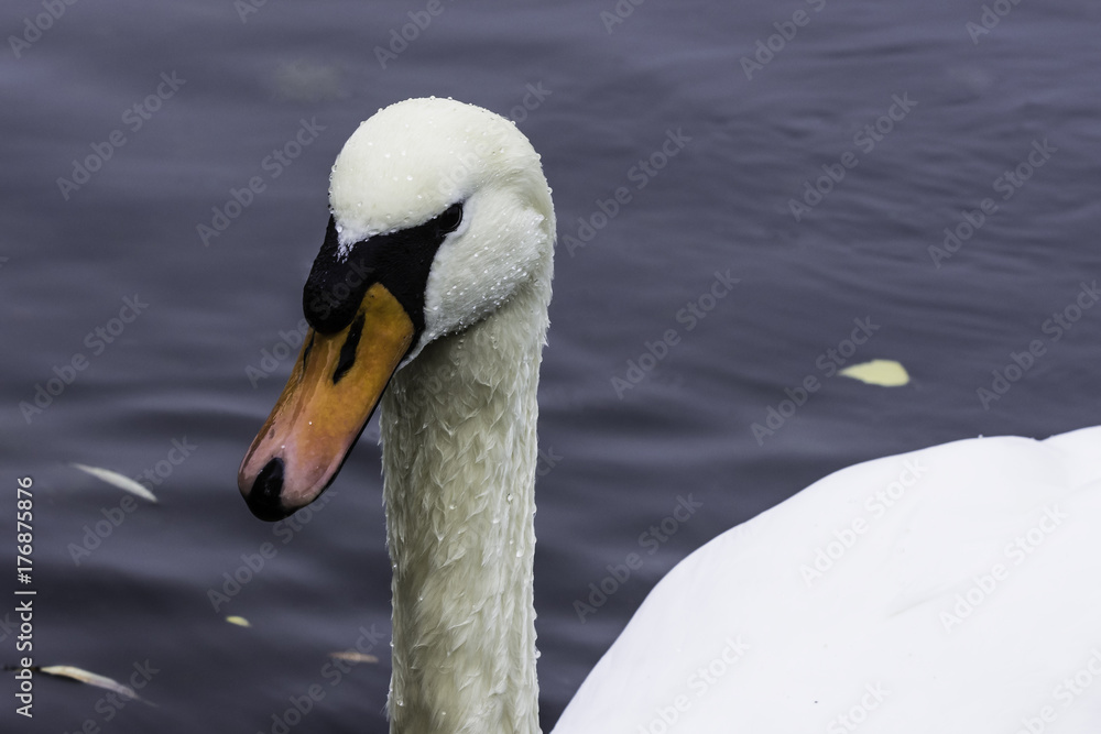 Obraz premium Wild swan swimming
