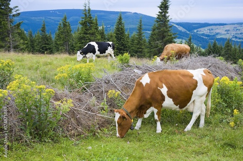 Cows grazing on a mountain ...