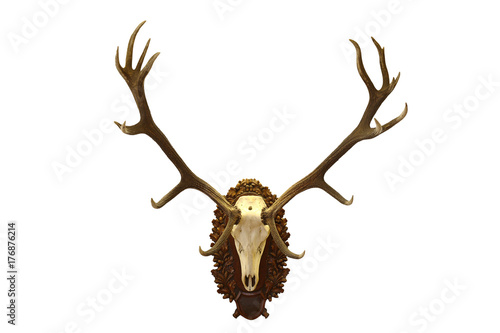 Fototapeta Naklejka Na Ścianę i Meble -  beautiful red deer  hunting trophy