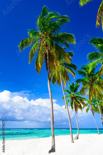 Fototapeta Naklejka Na Ścianę i Meble -  paradise tropical beach palm the Caribbean Sea