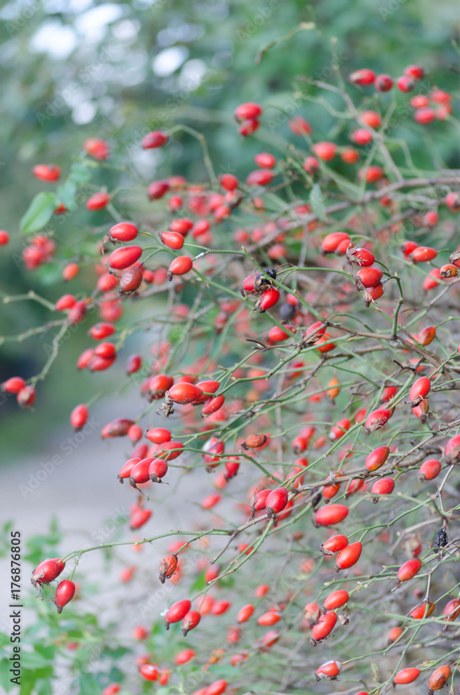 Red mature berries of brair in natural