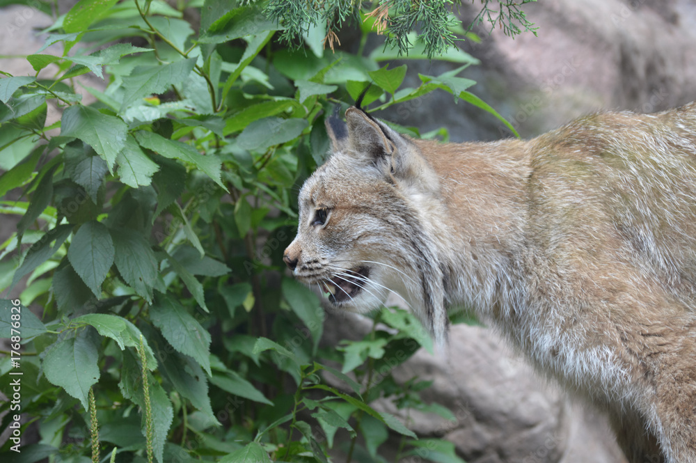 Obraz premium Canadian lynx