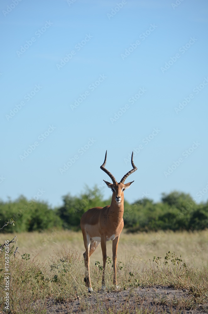 Fototapeta premium Impala gazes at the camera