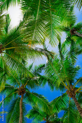 palm sun top Dominican Republic © dbrus