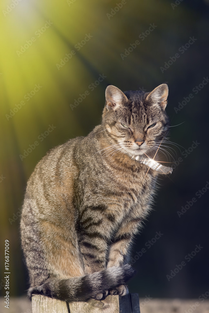 Top cat. Urban domestic tabby cat with silver collar in bright sunshine.