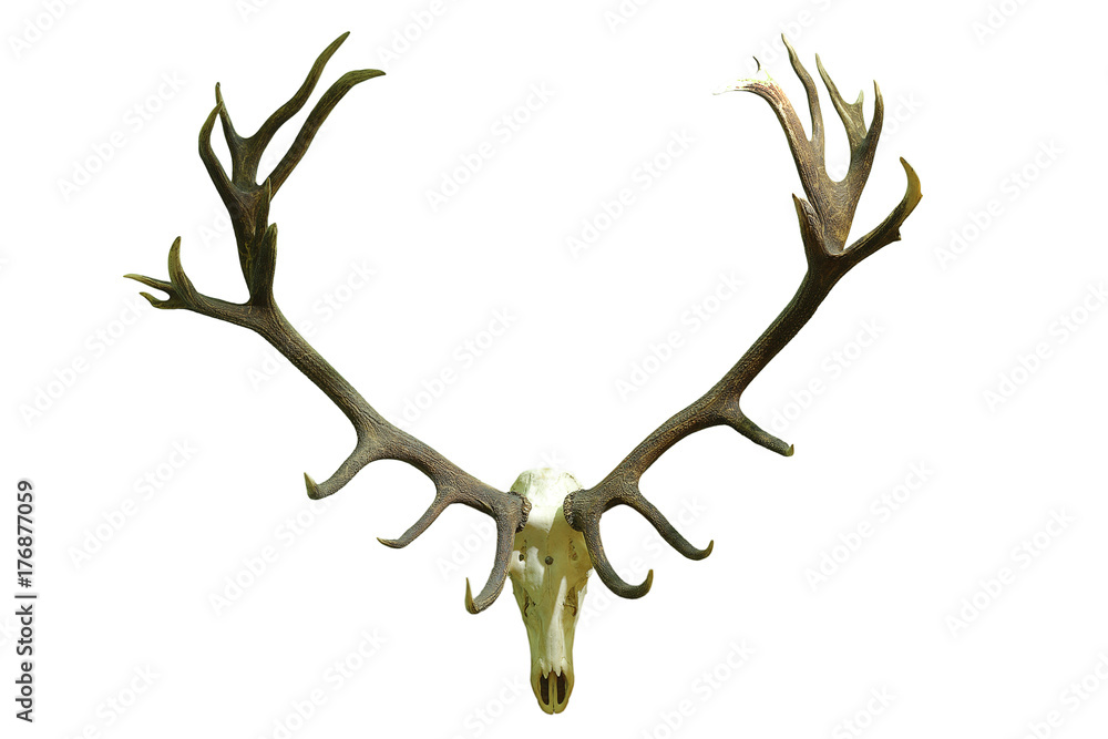 Obraz huge red deer skull with beautiful antlers