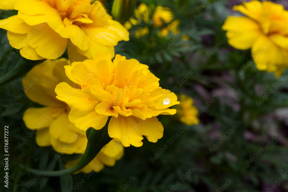yellow flower yellow flower