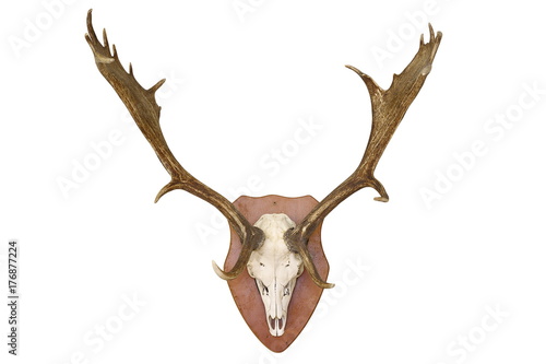 majestic fallow deer hunting trophy over white