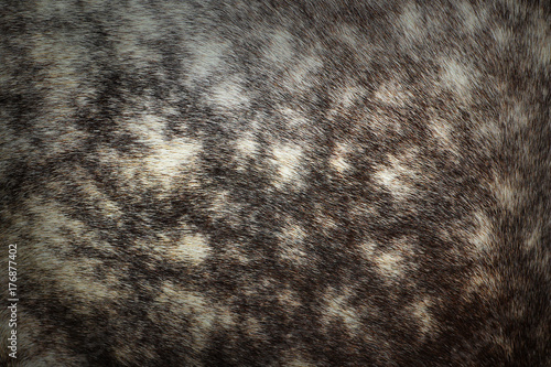 Billede på lærred pelt texture on motley horse